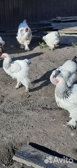 Колумбийская брама