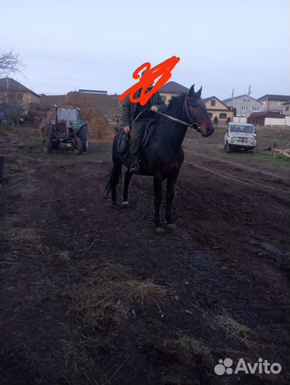 Жеребец карачаевской породы