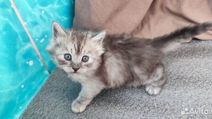 Черный котенок