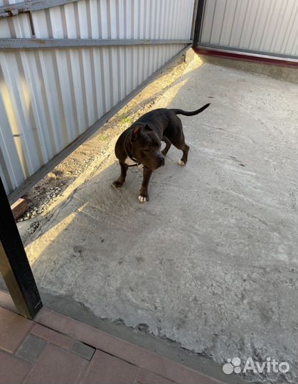 Стаффордширский терьер вязка