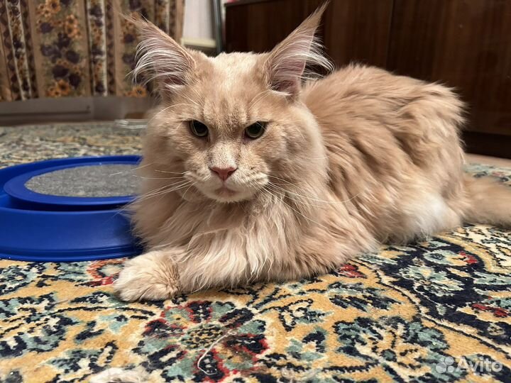 Мейн-кун вязка