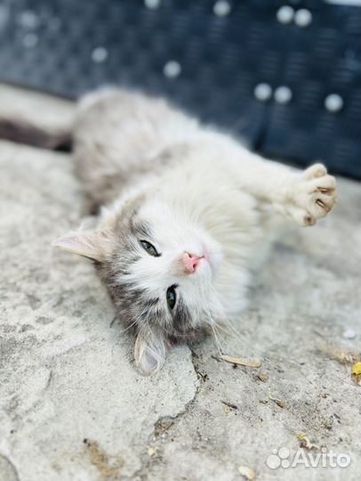 Кошка в добрые руки
