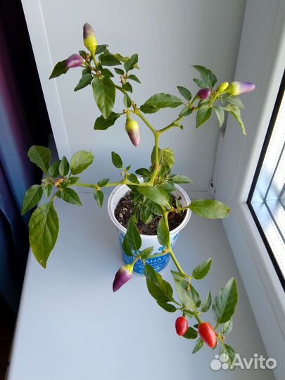 Перец комнатный острый