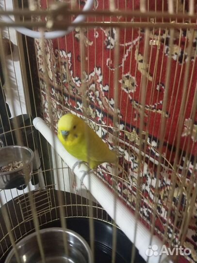 Волнистый попугай с клеткой