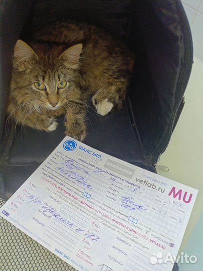 Котик- пушистик 8 мес