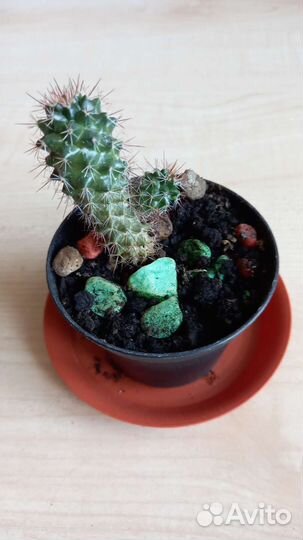 Суккуленты,кактусы