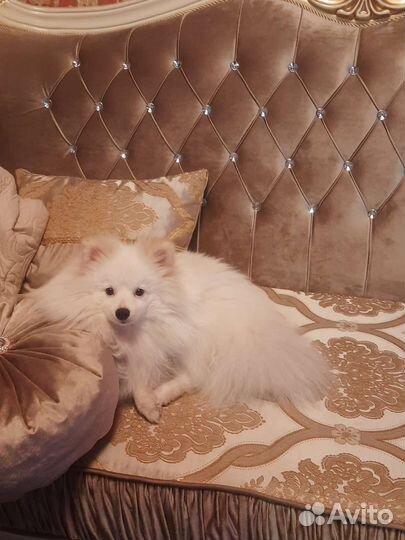 Немецкий шпиц Вязка