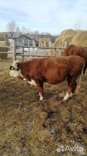 Крс, быки, тёлки