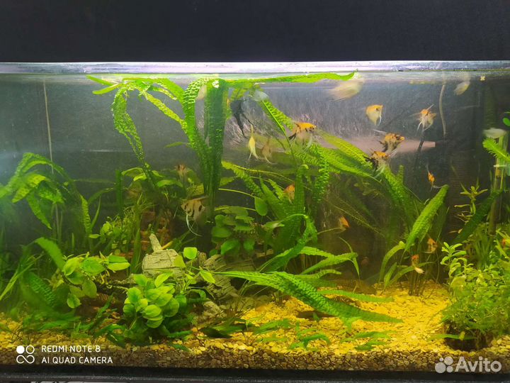 Аквариум со всем содержимым