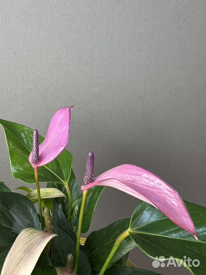 Комнатное растение Антуриум Лилит