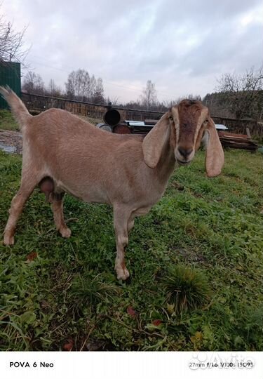 Коза на мясо 2года