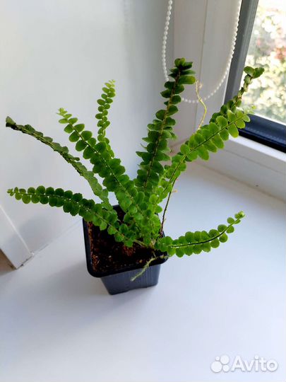 Папоротник нефролепис