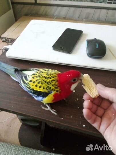 Птенцы розеллы