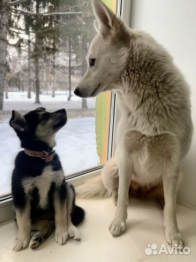 Щенки лайки