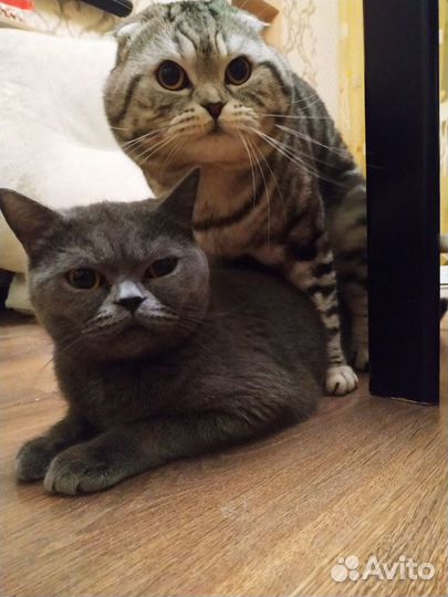 Вязка Котик ищет девочку)