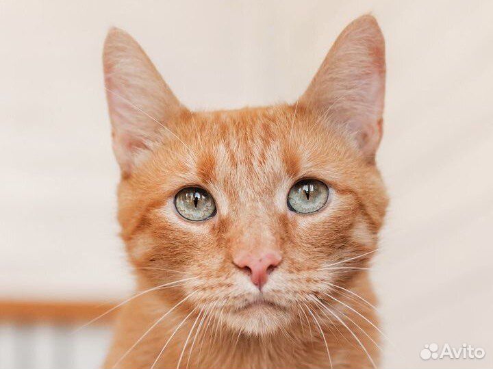Рыжий кот в добрые руки