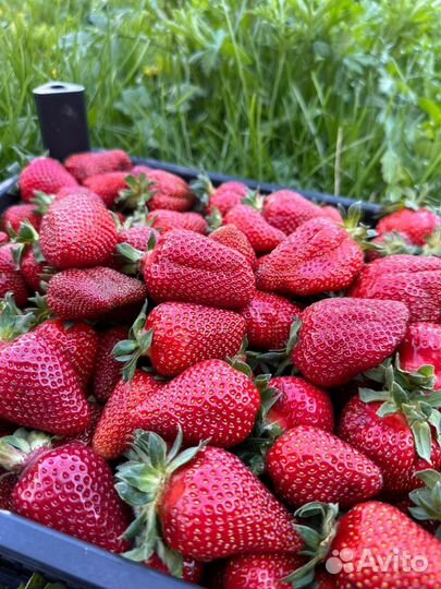 Ягода свежая