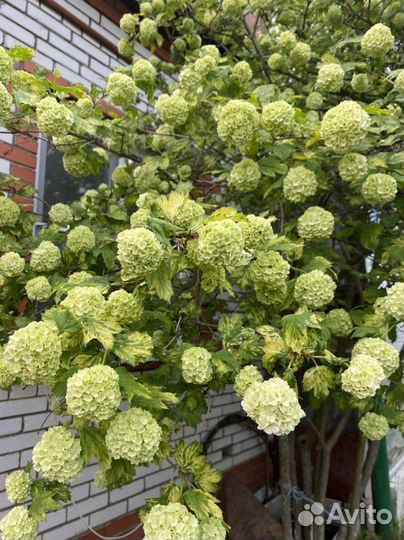 Гортензия Баунти