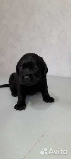 Щенки лабрадора