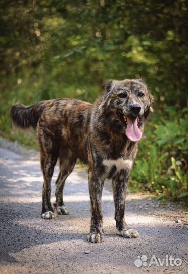 Тиграшик в добрые руки