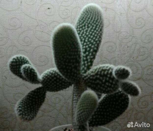 Кактус опунция