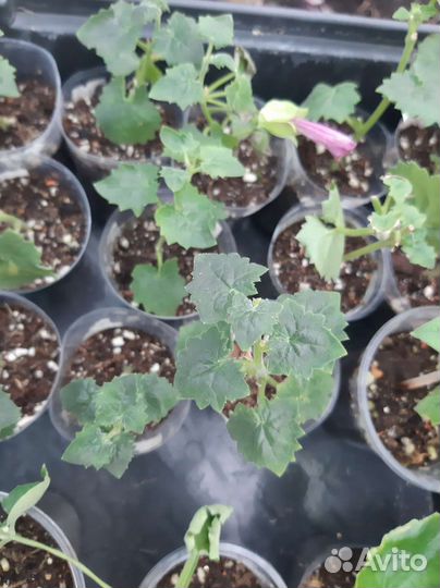 Лофосперум