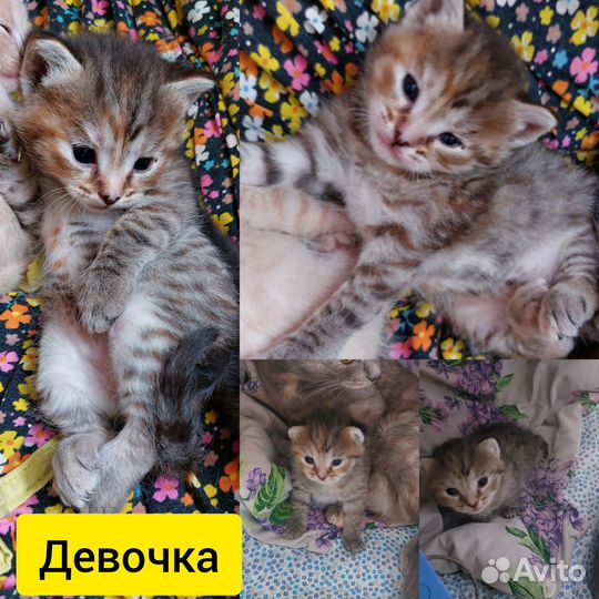 Котята в добрые руки