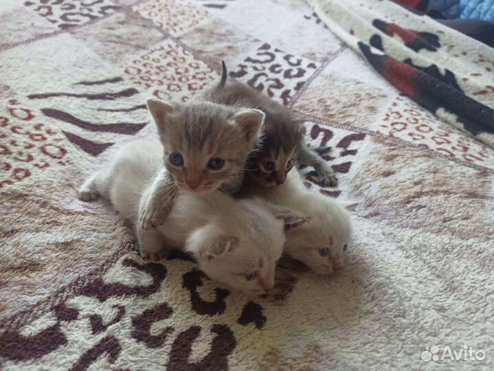 Котёнок в добрые руки бесплатно