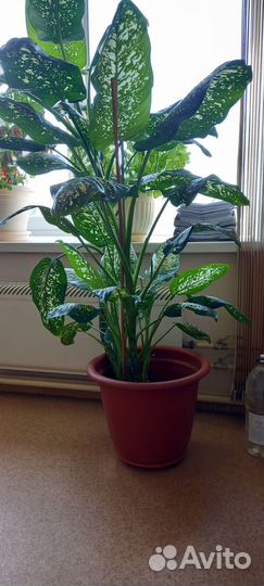 Цветок Диффенбахия