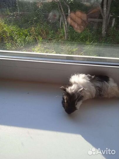 Морские свинки