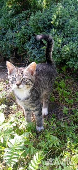 Котята в добрые руки бесплатно