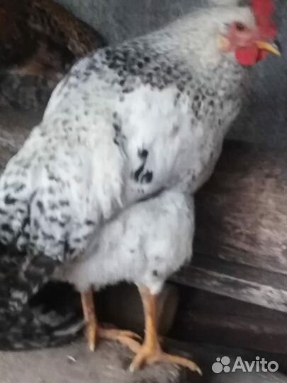 Молодые петухи