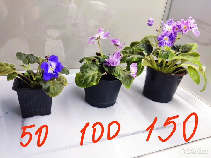 Фиалки продажа