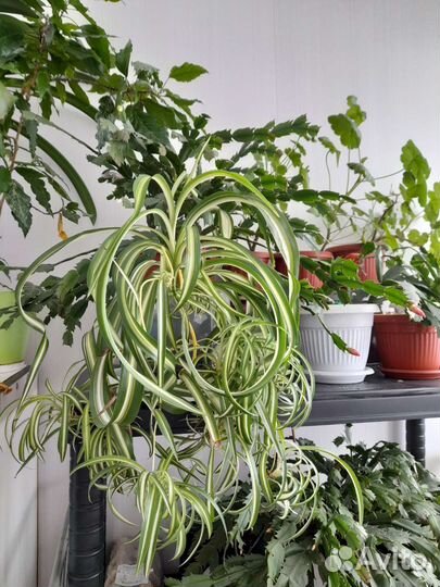 Хлорофитум кудрявый