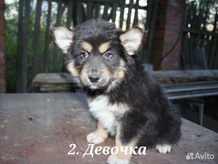 Щенок хаски метис