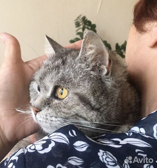 Кошечка с котятами спасена с улицы