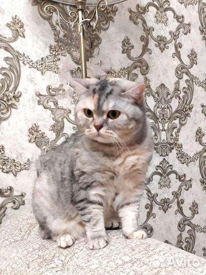 Британская