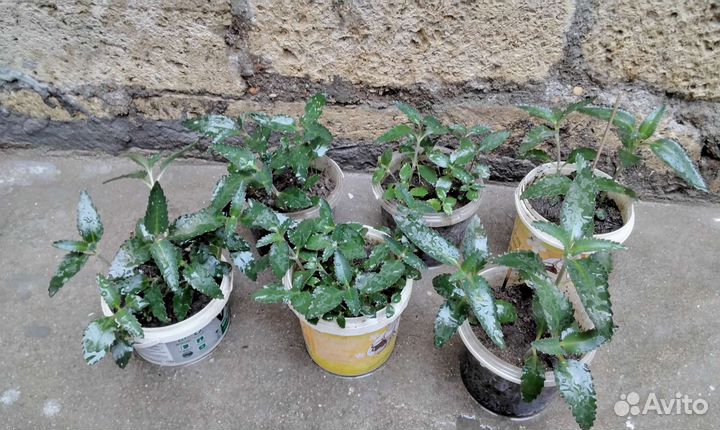 Алоэ и другие комн.растения