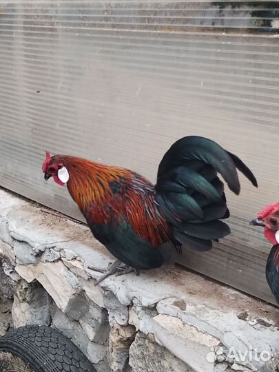 Молодые петухи