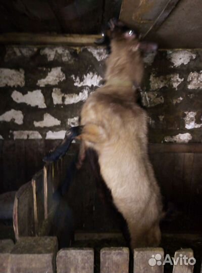 Козёл на вязку (покрытие)