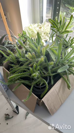 Питахайя растение (желтые цветы)