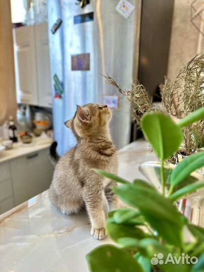 Шотланский котенок