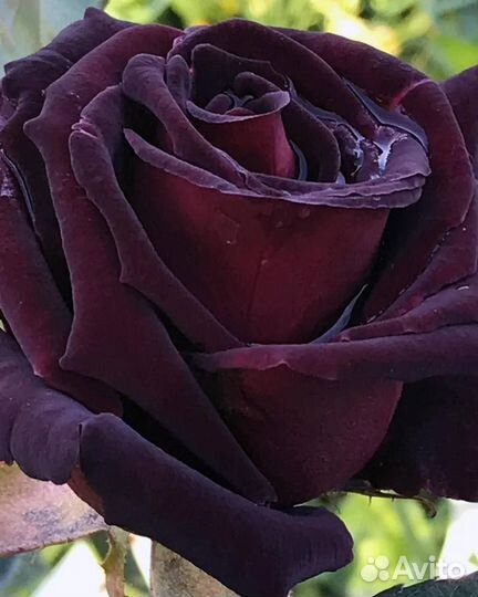 Роза Блек Баккара, Блек Бонито саженцы