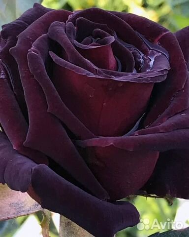 Роза Блек Баккара, Блек Бонито саженцы