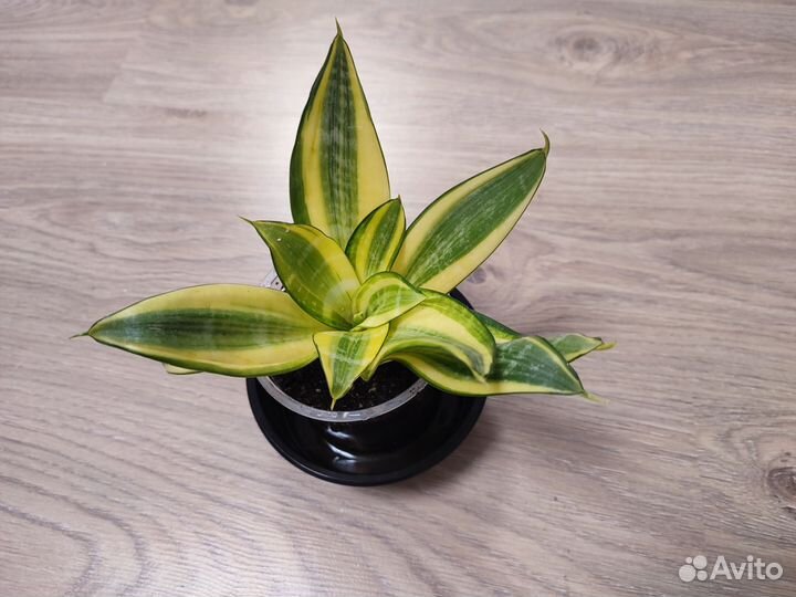 Сансевиерия