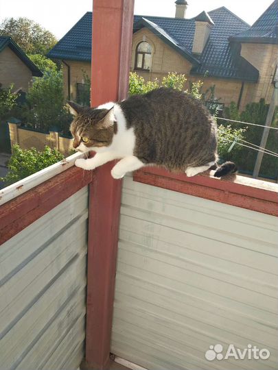 Кошка в дар