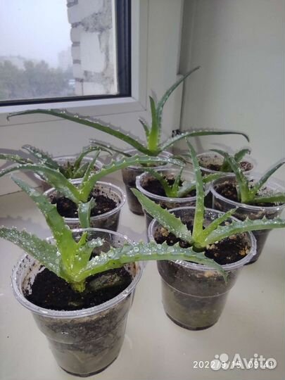 Растения обменяю на другие сорта