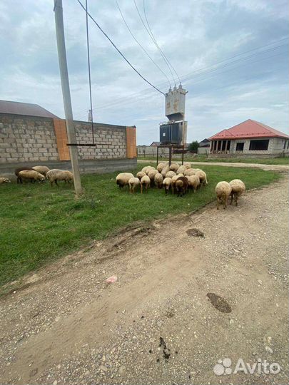 Овцы бараны