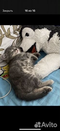 Передержка кошек