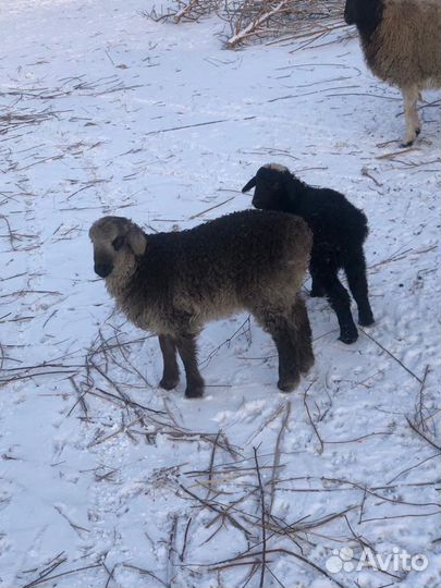 Мясо баранина